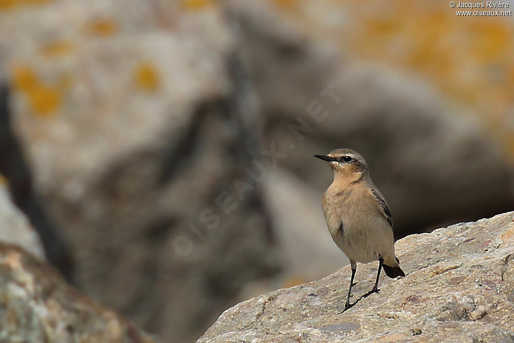 Northern Wheatear female adult breeding