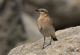 Northern Wheatear