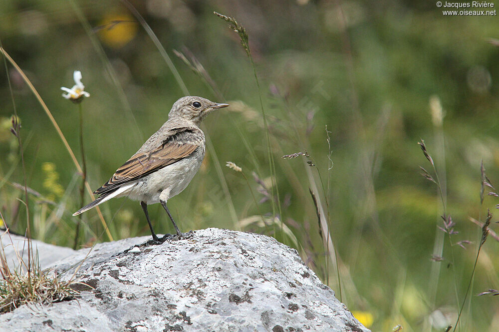 Northern Wheatearimmature