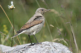 Northern Wheatear