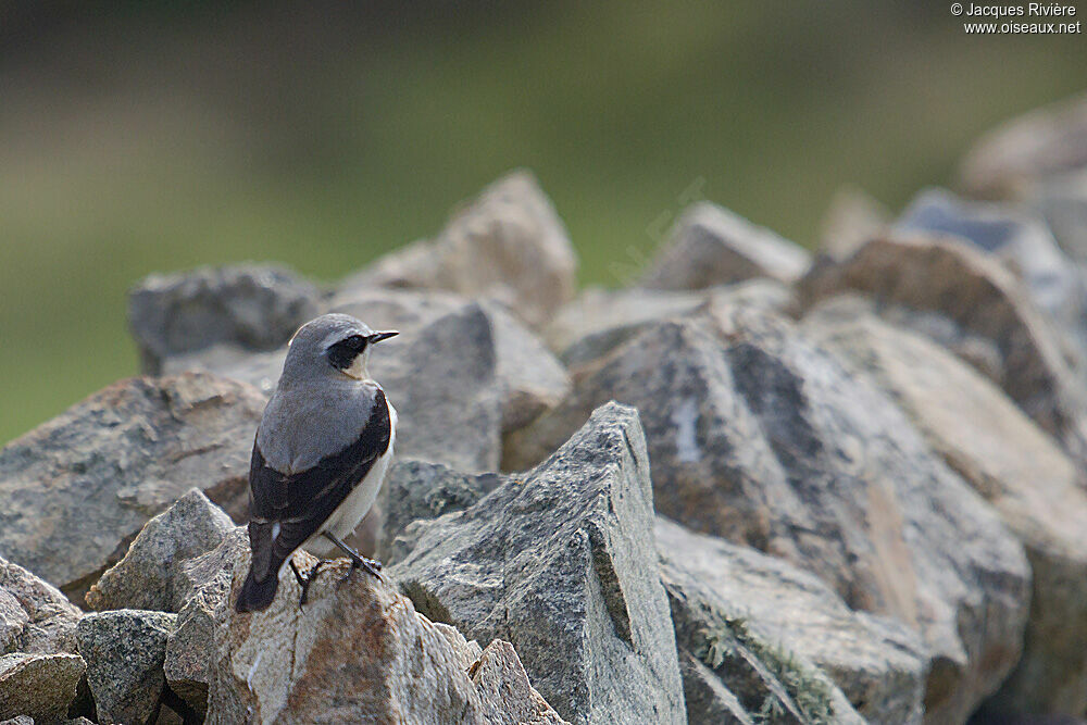 Northern Wheatear male adult breeding