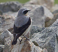 Northern Wheatear