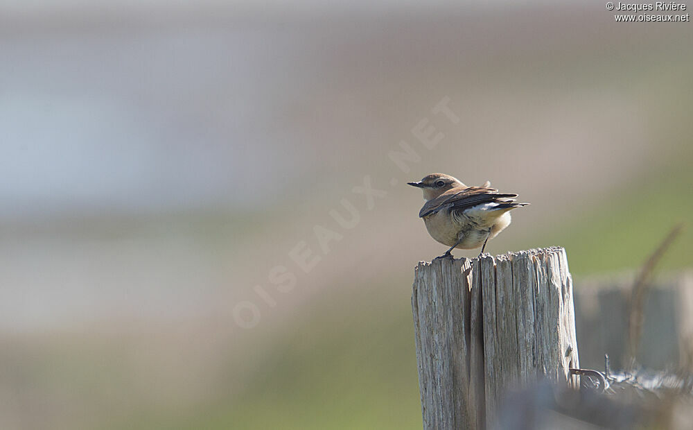 Northern Wheatear