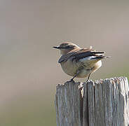 Northern Wheatear