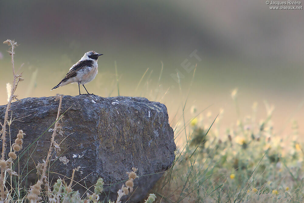 Western Black-eared Wheatear male adult breeding