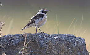 Black-eared Wheatear