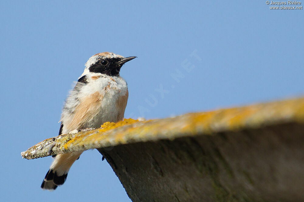 Western Black-eared Wheatear male adult breeding