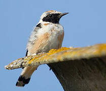 Western Black-eared Wheatear