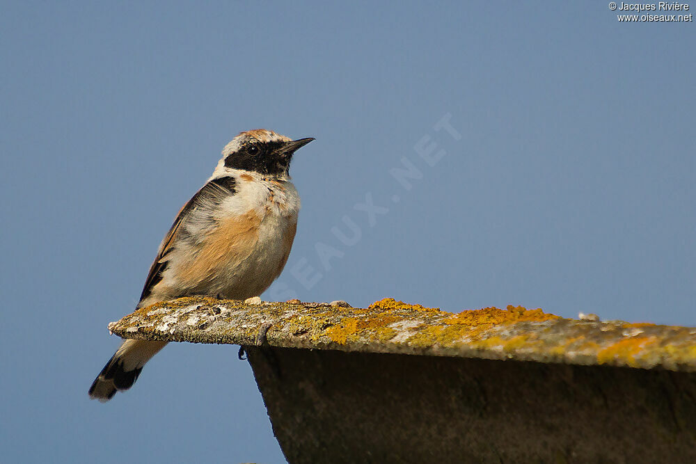 Black-eared Wheatear male adult breeding