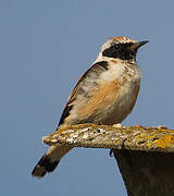 Black-eared Wheatear