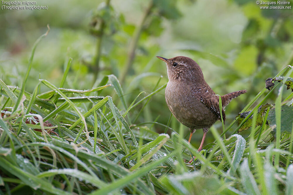 Eurasian Wrenadult post breeding, identification