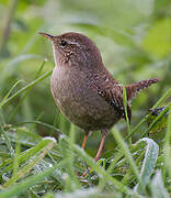 Eurasian Wren