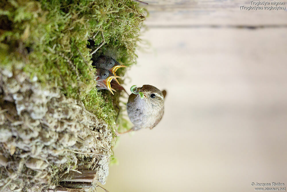 Troglodyte mignonadulte nuptial, identification, Nidification