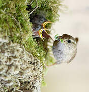 Eurasian Wren