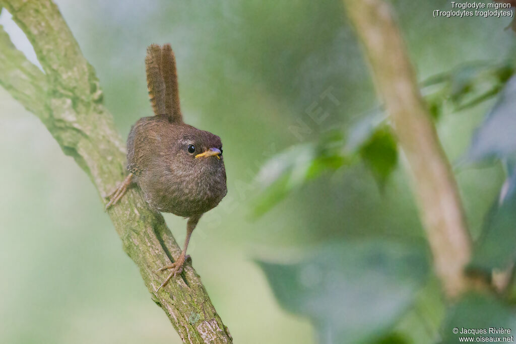 Troglodyte mignonimmature, identification