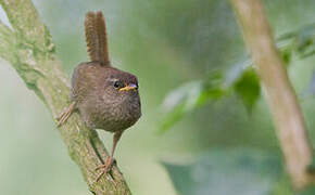 Eurasian Wren