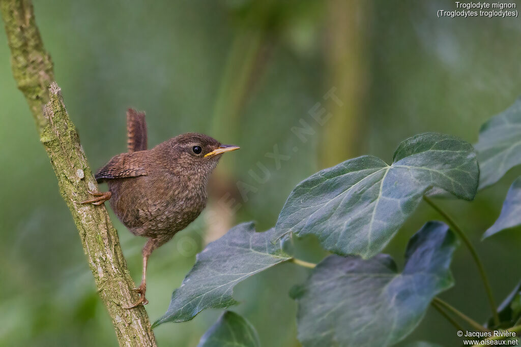 Troglodyte mignonimmature, identification