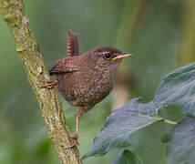 Eurasian Wren