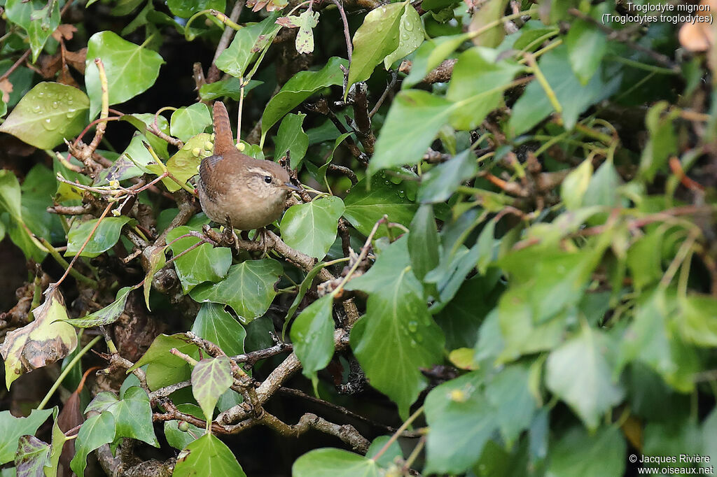 Eurasian Wren