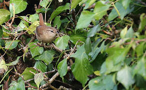 Eurasian Wren