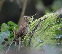 Eurasian Wren