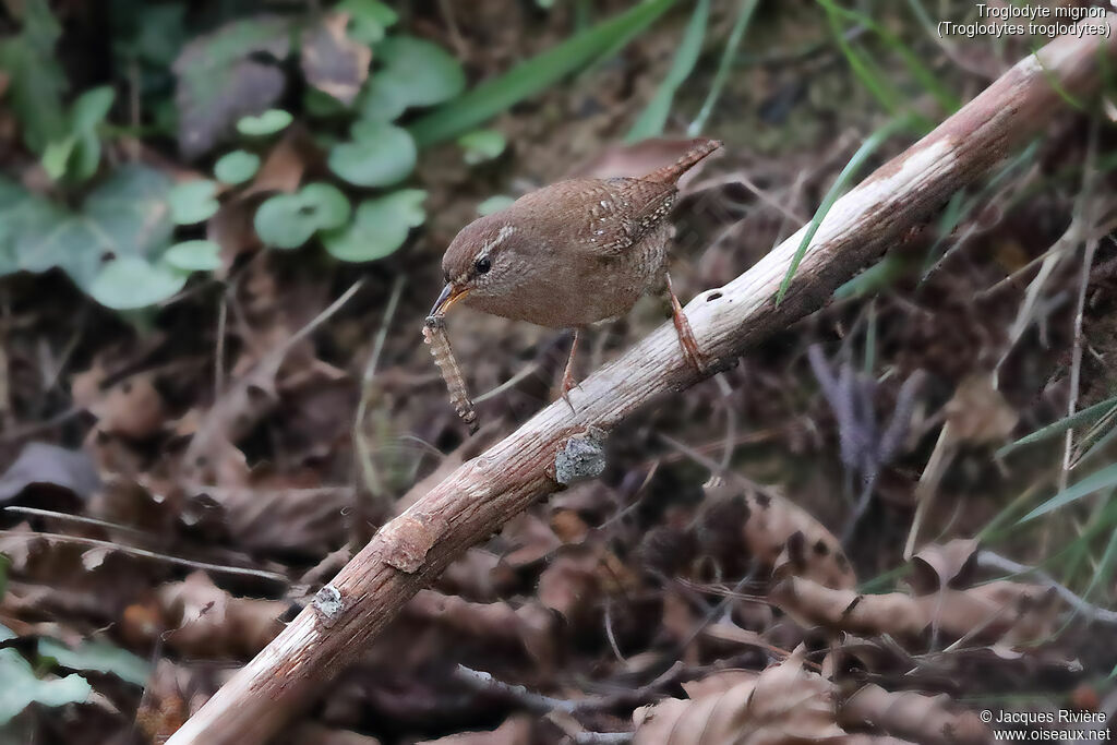 Eurasian Wren male adult breeding, identification, eats