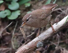 Eurasian Wren