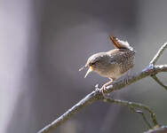 Troglodyte mignon