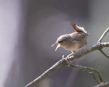 Troglodyte mignon