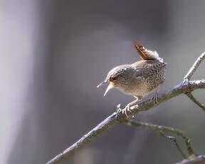 Troglodyte mignon