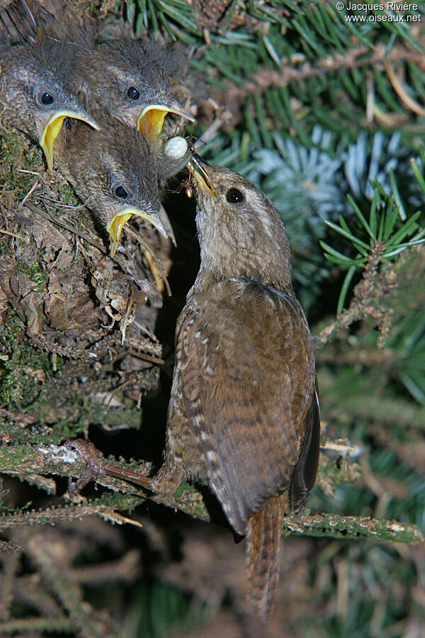 Eurasian Wrenadult breeding, Reproduction-nesting