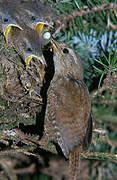 Eurasian Wren