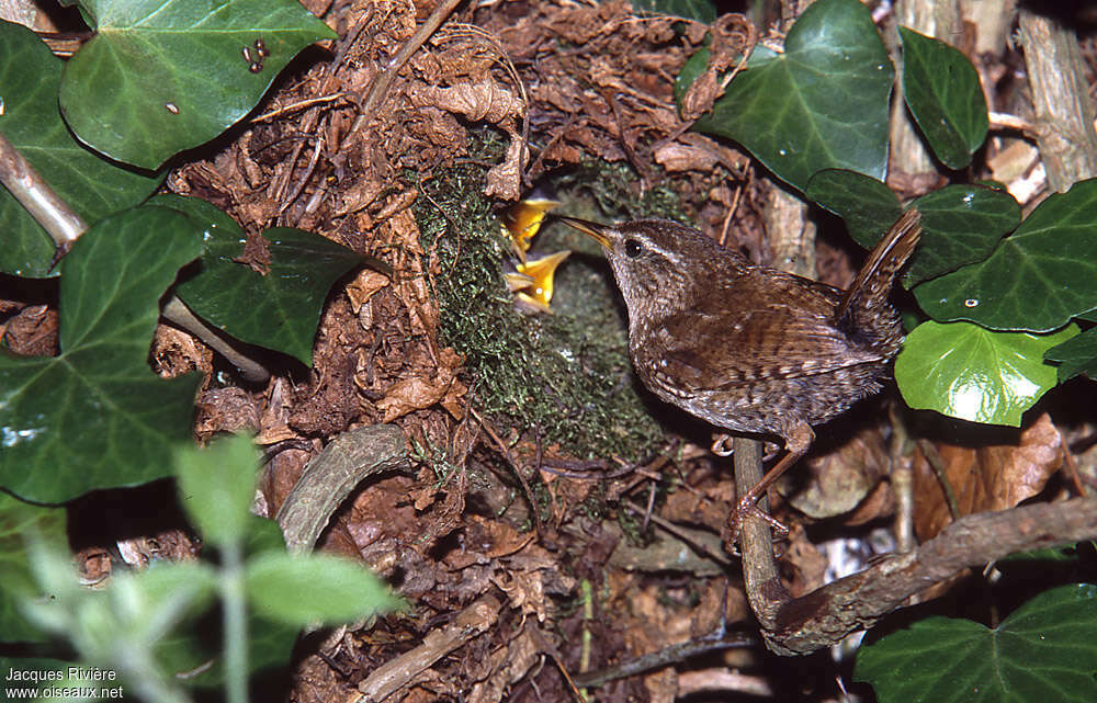 Troglodyte mignon, Nidification