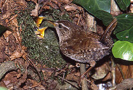 Eurasian Wren