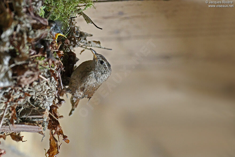 Eurasian Wrenadult breeding, Reproduction-nesting