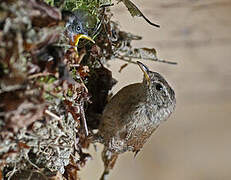 Eurasian Wren