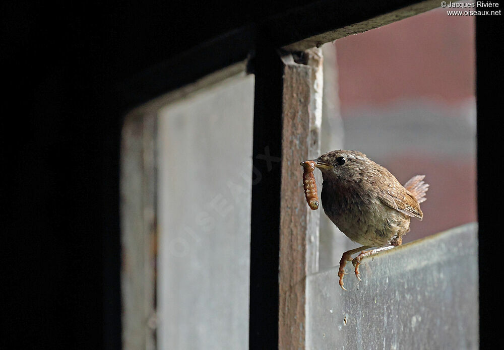 Eurasian Wrenadult breeding, Reproduction-nesting