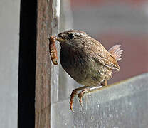 Eurasian Wren