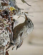 Eurasian Wren