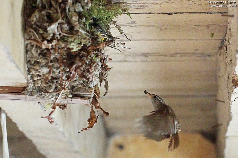 Eurasian Wren