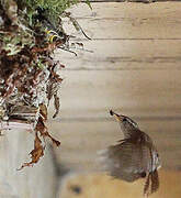 Eurasian Wren