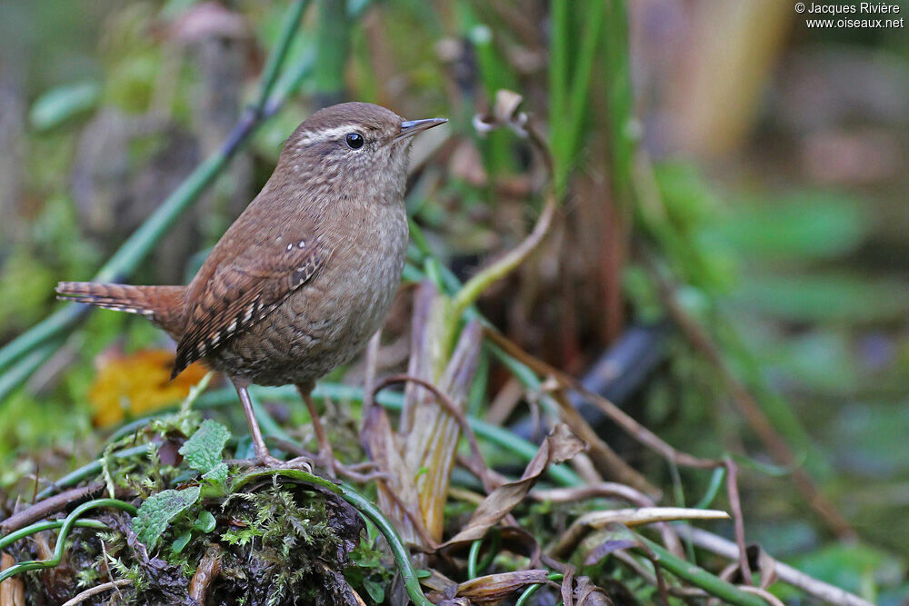 Eurasian Wrenadult breeding