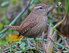 Eurasian Wren