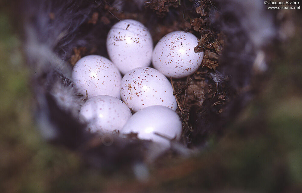 Eurasian Wren, Reproduction-nesting