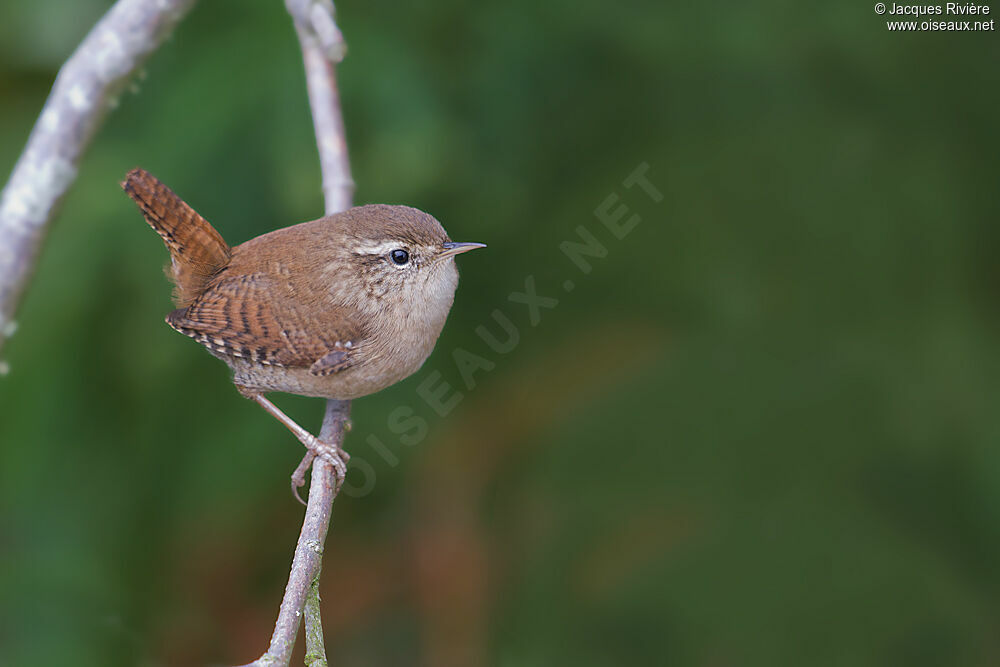 Eurasian Wren