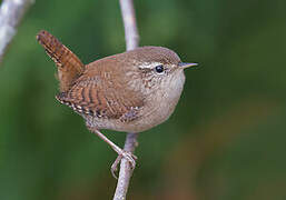 Eurasian Wren