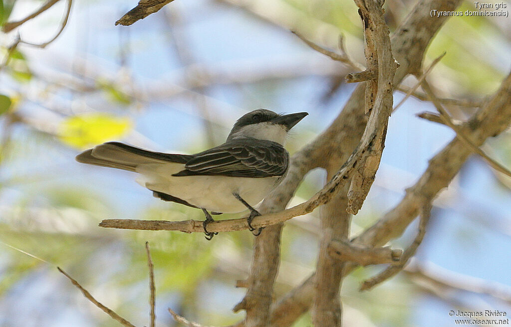 Grey Kingbirdadult, Behaviour