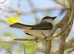 Grey Kingbird