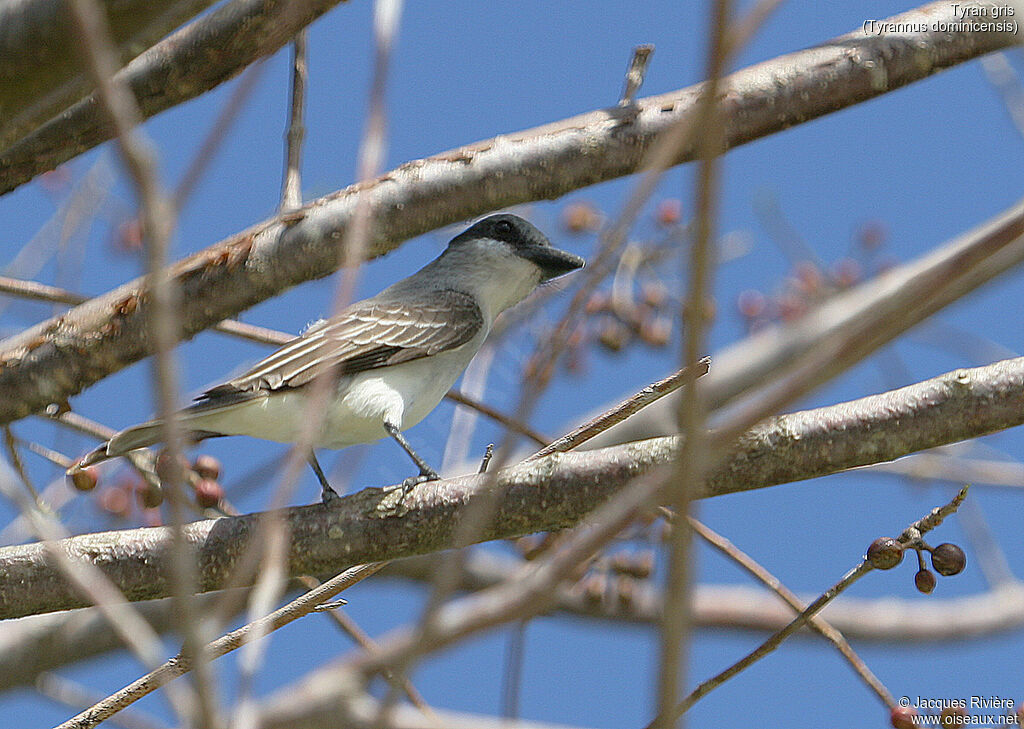 Grey Kingbirdadult