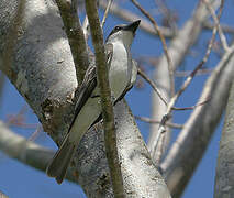 Grey Kingbird